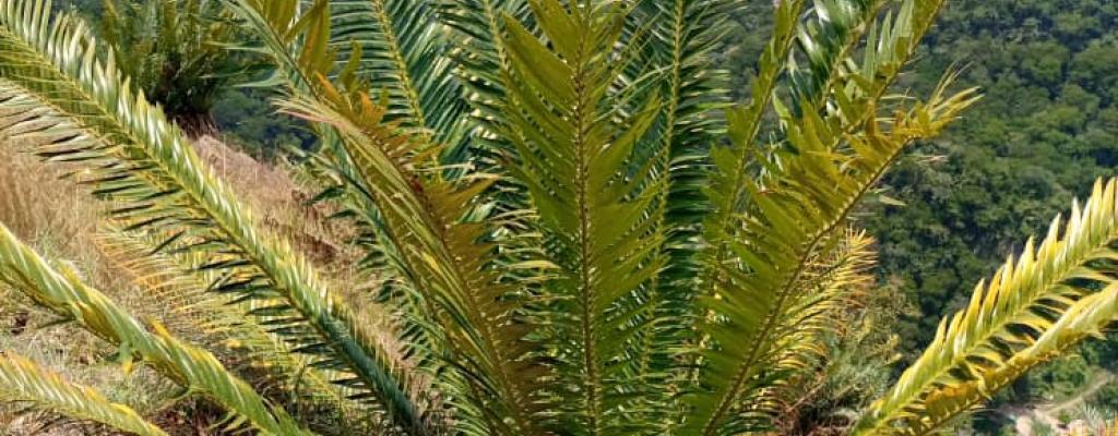 The beautiful Cycads of Kitagwenda